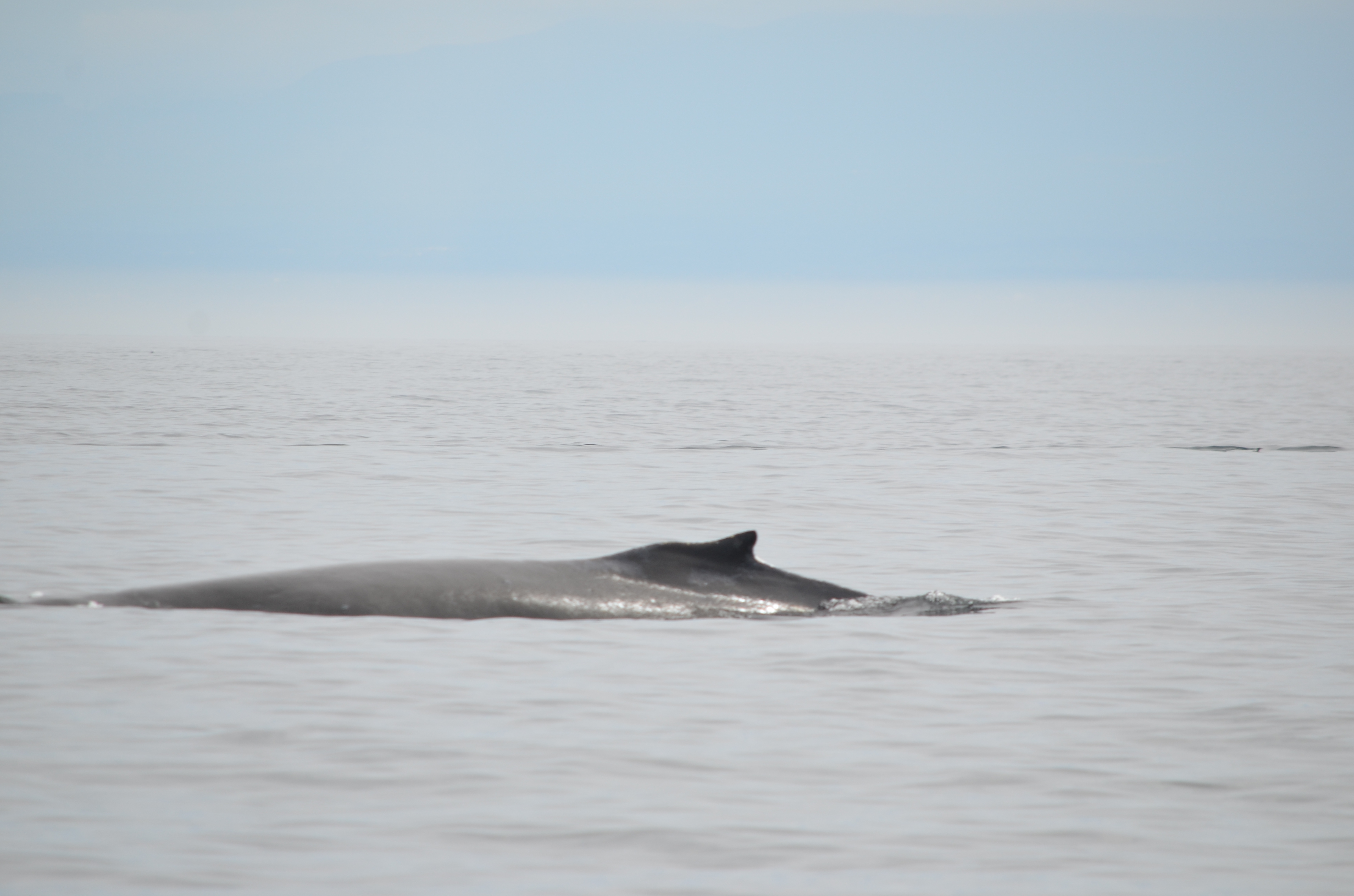 photos/wildlife/Mammal_Species/Humpback Whale/DSC_0141.JPG